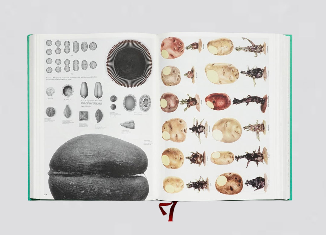 Batia Suter – Parallel Encyclopedia #2