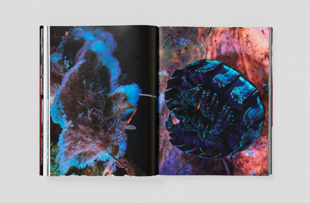 Richard Mosse – Broken Spectre