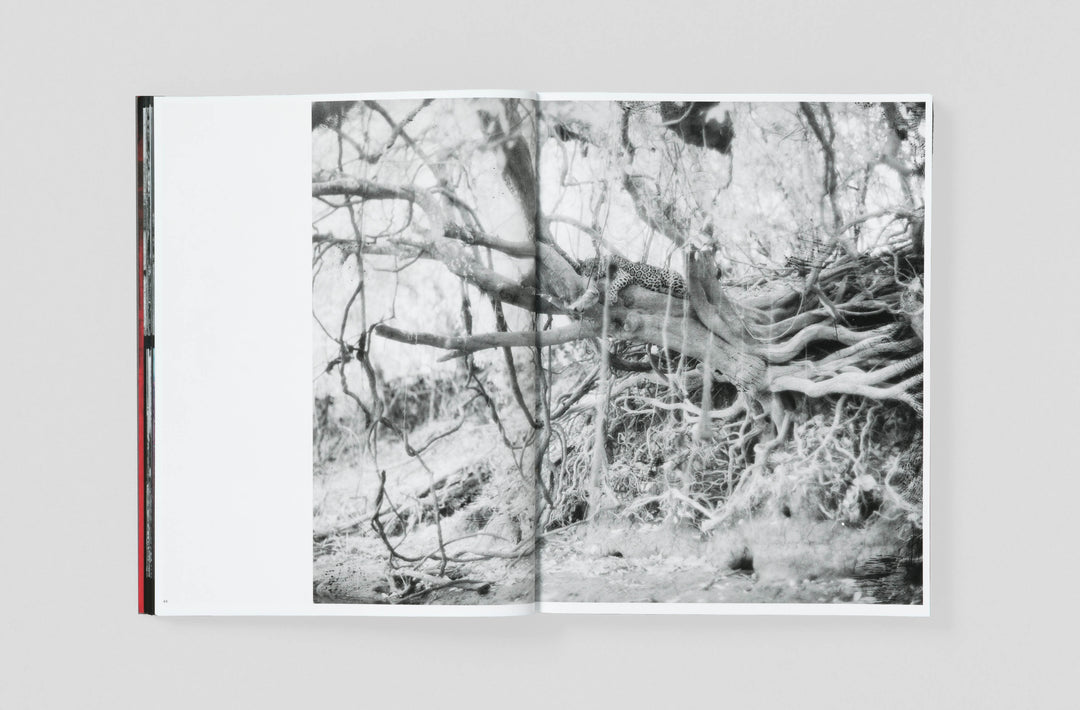Richard Mosse – Broken Spectre