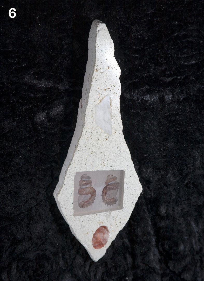 Tommy Smits – Homo Dentis Editions