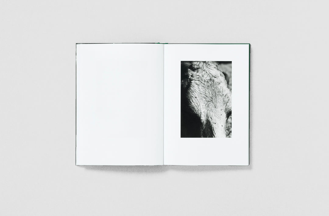 Yana Wernicke – Companions published by Loose Joints