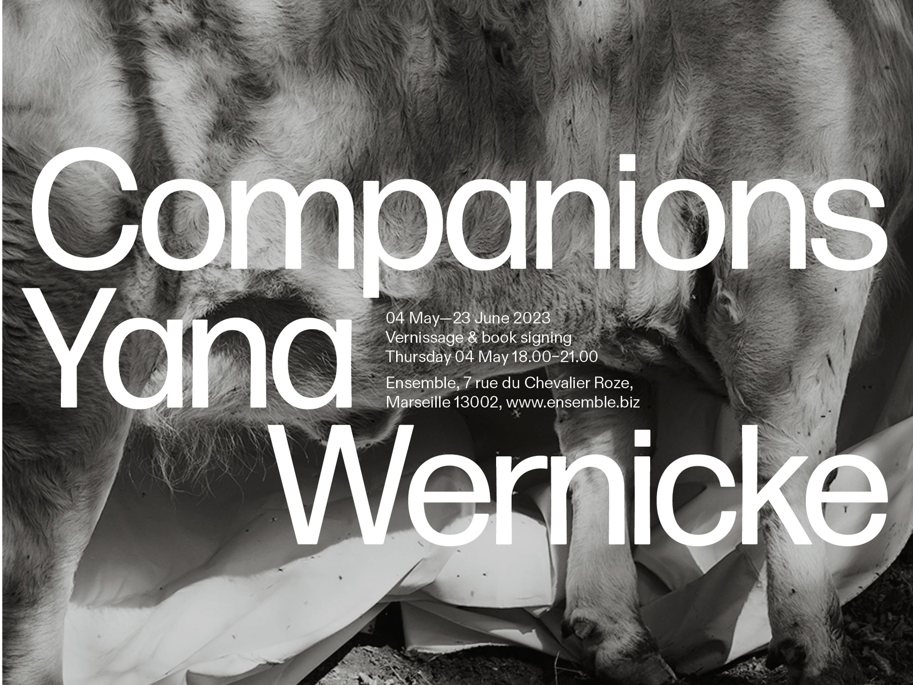 Yana Wernicke - Companions