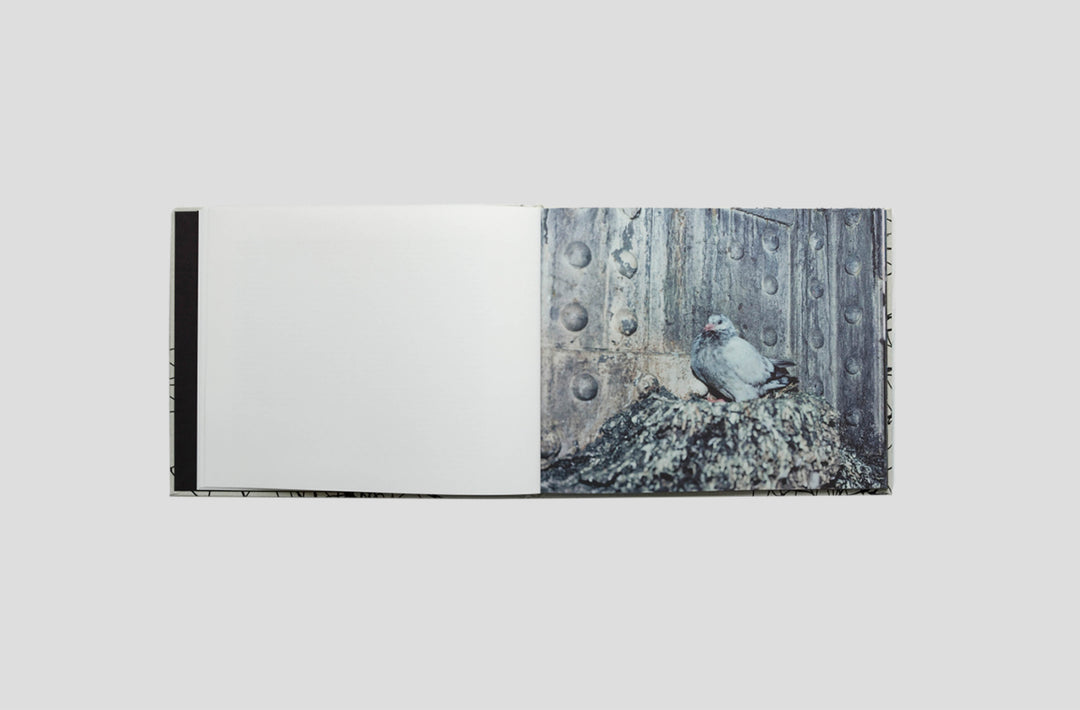 Stephen Gill – Pigeons